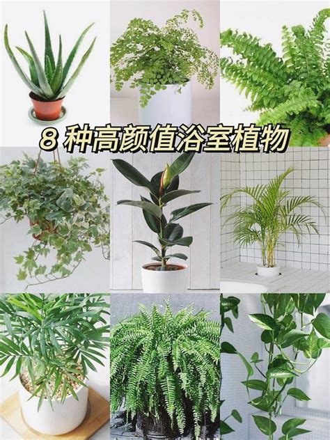 放室內的植物|耐陰又好養的九種大型室內植栽推薦，沒有陽光也能享。